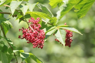 160812-130439.jpg